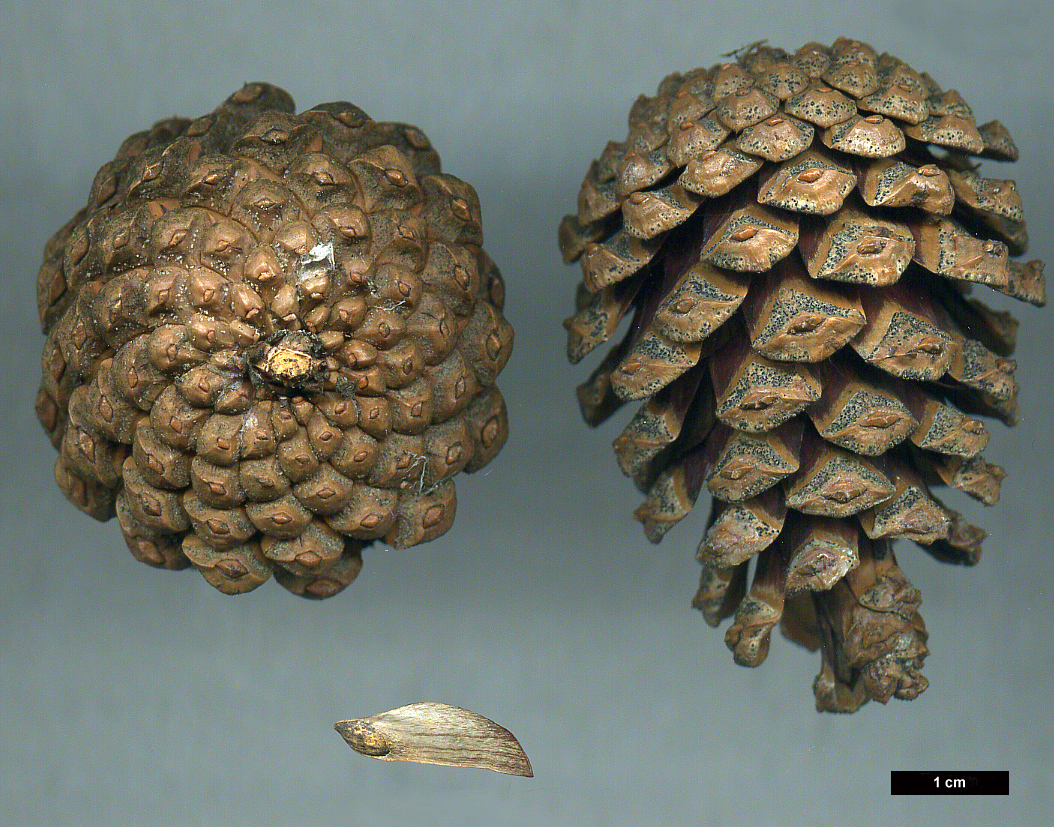 High resolution image: Family: Pinaceae - Genus: Pinus - Taxon: nigra - SpeciesSub: subsp. laricio